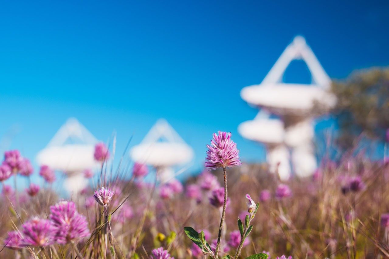 Mulla mulla flowers appear in front of CSIRO's Australian Square Kilometre Array Pathfinder (ASKAP) radio telescope.