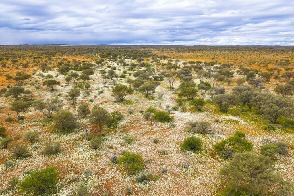 A drone image shows white flowers carpeting the arid shrublands of Western Australia during the late winter 2026 bloom.