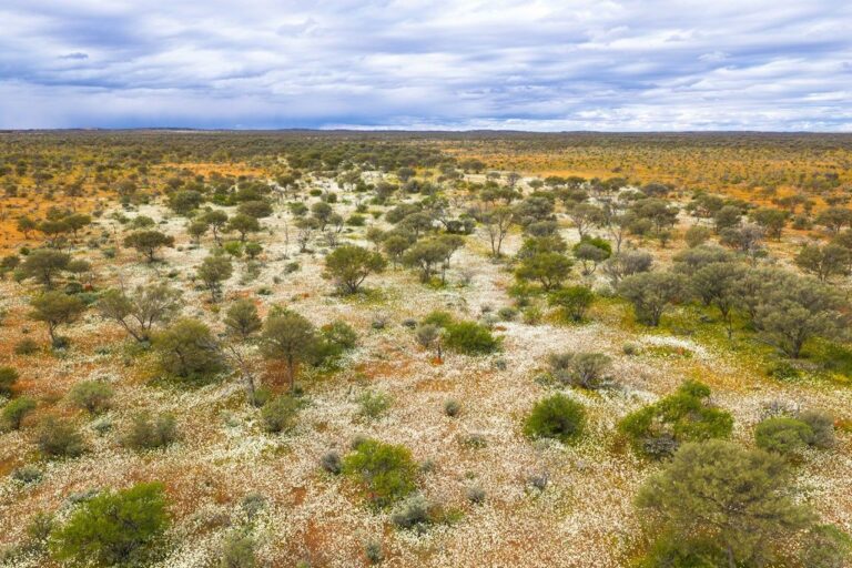 A drone image shows white flowers carpeting the arid shrublands of Western Australia during the late winter 2026 bloom.